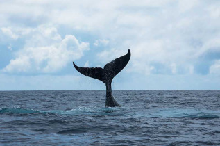 Polynésie française - Tahiti - Découverte des Baleines