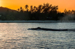 Polynésie française - Tahiti - Découverte des Baleines