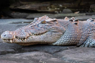 Croisières PONANT - Australie © Studio Ponant, Nick Rains