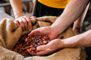 Samoa - Plantation de cacao et déjeuner Umu © Samoa Tourism Authority