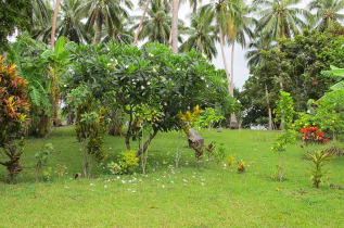 Vanuatu - Malekula - Ameltoro Bungalows