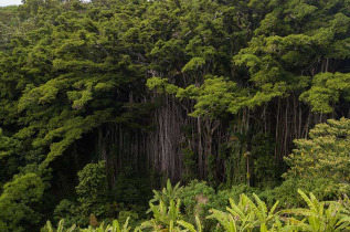 Vanuatu - Tanna - Le grand Banian et visite de Lenakel © Vanuatu Tourism Office