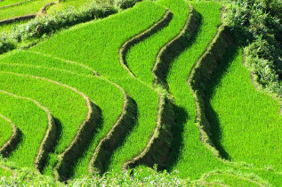 Vietnam - Les rizières de Sapa