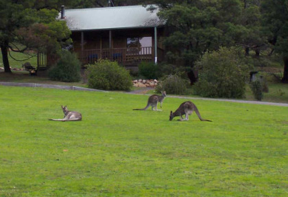 Australie _ Halls Gap _ D'Altons Studio