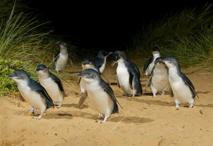 Australie - Victoria - Phillip Island - Pingouins de Phillip Island – Penguins Plus