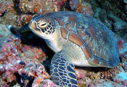 Maldives - Coco Dive Biyadhoo