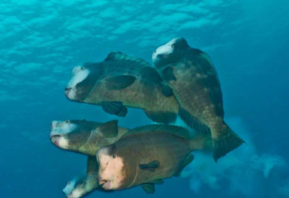 Micronésie - Palau - Palau Siren © Richard Barnden