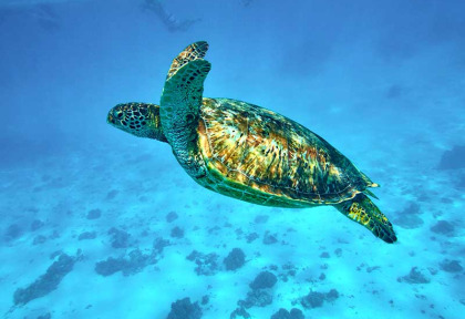 Polynésie française - Moorea - Les trésors sous-marins de Moorea