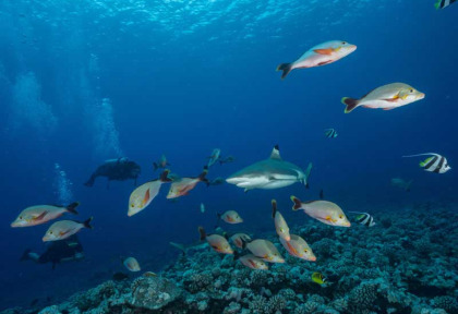 Polynésie française - Plongée à Moorea © Moorea Fun Dive