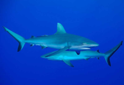 Polynésie française - Plongée à Rangiroa © The Six Passengers - Tanguy Bonduel