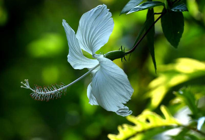 Croisières Paul Gauguin - Des îles Fidji à Bali - Vanuatu © Ponant