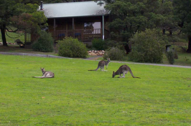 Australie _ Halls Gap _ D'Altons Studio