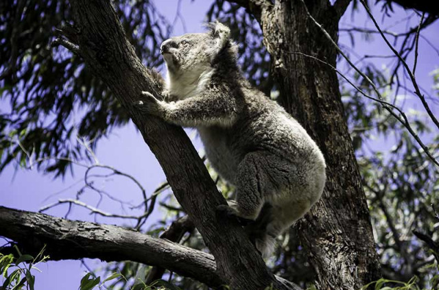 Australie - Naturaliste Tours - Excursion French Island