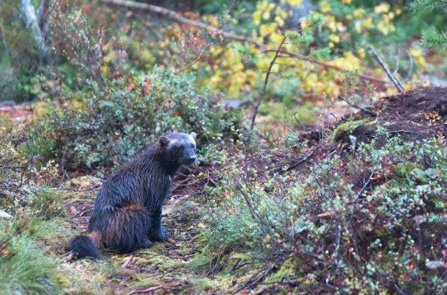 Nuit en grand affut au Boreal Wildlife Center