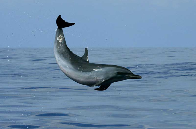 Hawaii - Big Island - Croisière snorkeling et dauphins