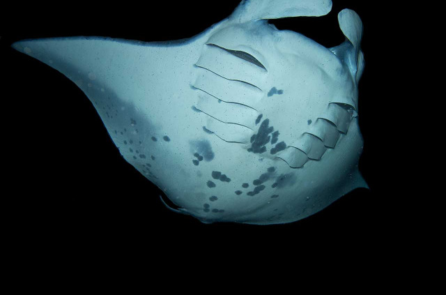 Hawaii - Big Island - Rencontre nocturne avec les raies manta © Shutterstock, Marty Wakat