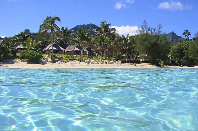 Iles Cook - Rarotonga - Palm Grove