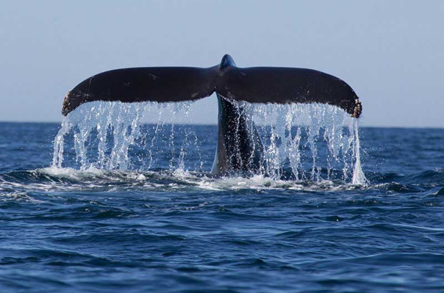 Nouvelle-Calédonie - Baleine à bosse © Shutterstock, Tory Kallman