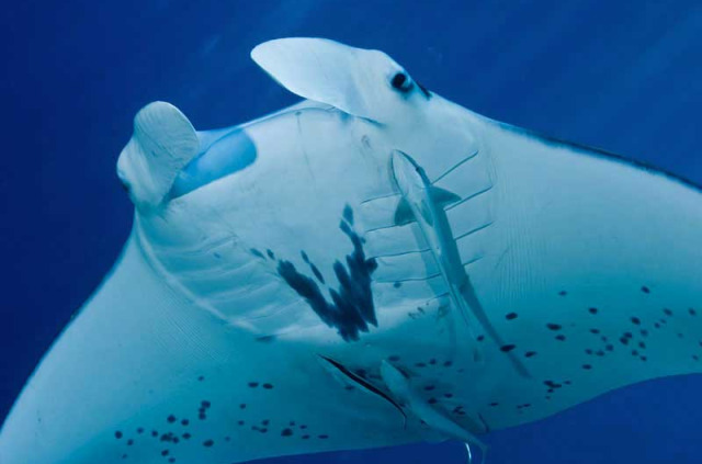 Nouvelle-Calédonie - Plongée Nouméa © David Tétart