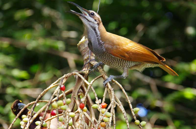 Papouasie-Nouvelle-Guinée - Oiseau de Paradis