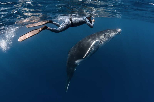 Nager avec les baleines de Polynésie avec Valérie Valton de Dolphinesse © Tahiti Tourisme - Greg Lecoeur