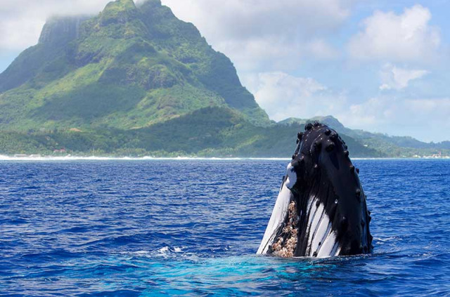 Polynésie française - Bora Bora - Observation des baleines