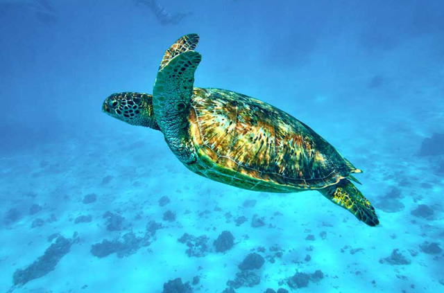 Polynésie française - Moorea - Les trésors sous-marins de Moorea