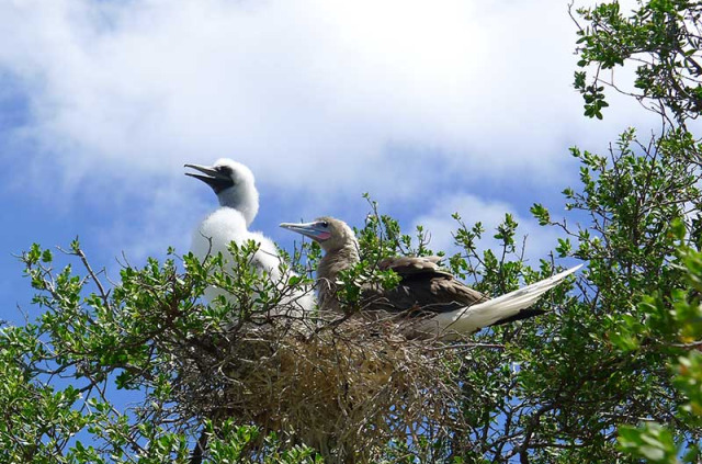 Polynésie française - Tikehau - Journée découverte dans l’atoll de Tikehau