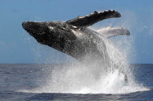 Polynésie française - Moorea - Expédition Dauphins et Baleines du Dr Poole