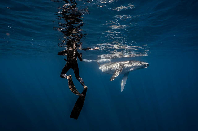 Polynésie française - Moorea - Rencontre avec les baleines à Moorea
