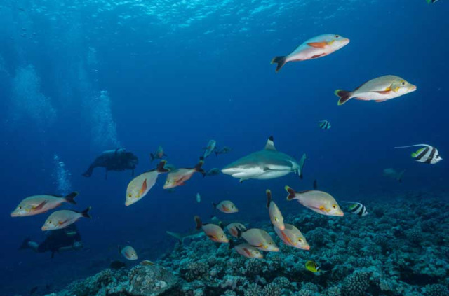 Polynésie française - Plongée à Moorea © Moorea Fun Dive