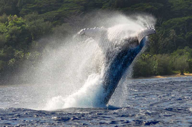 Polynésie - Rurutu - Observation des baleines