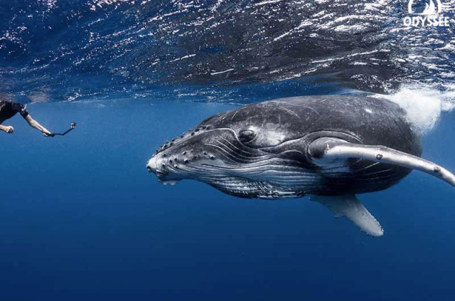 Polynésie - Baleine à bosse © Tahiti Tourisme - Greg Lecoeur