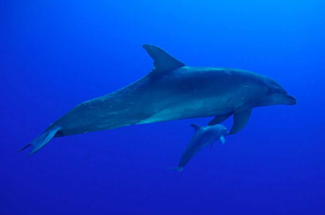 Polynésie française - Rangiroa - Eco Tour & Rencontre avec les Dauphins