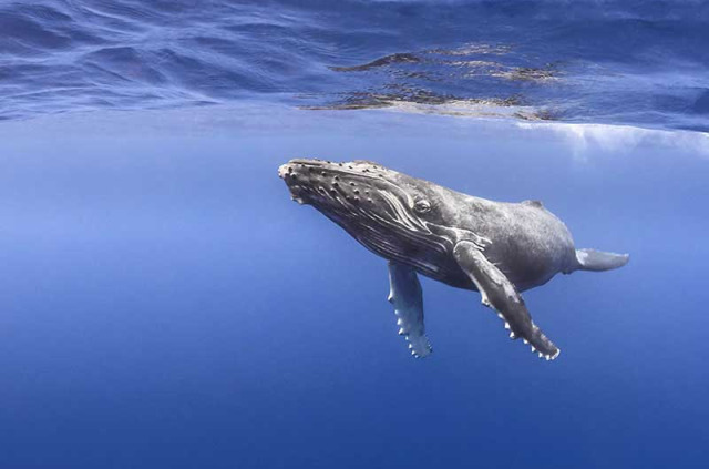 Polynésie française - Tahiti - Découverte des Baleines © Tobias Friedrich