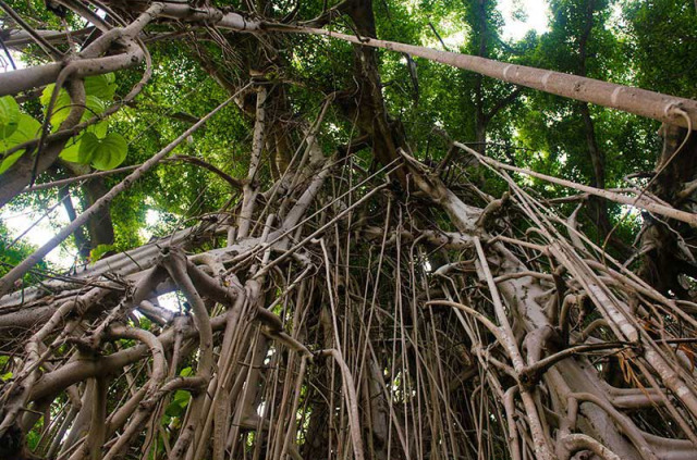 Vanuatu - Tanna - Le grand Banian et visite de Lenakel © Vanuatu Tourism Office